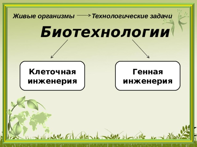 Живые организмы  Технологические задачи Биотехнологии Клеточная инженерия Генная инженерия 