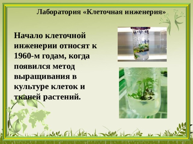 Лаборатория «Клеточная инженерия»   Начало клеточной инженерии относят к 1960-м годам, когда появился метод выращивания в культуре клеток и тканей растений. 