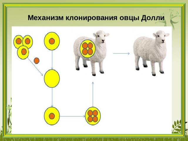 Механизм клонирования овцы Долли 