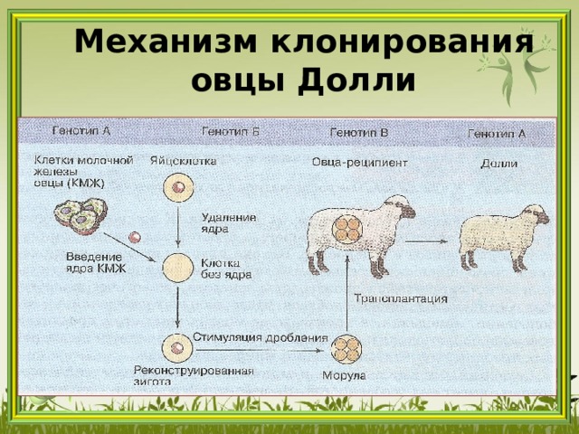 Механизм клонирования овцы Долли 