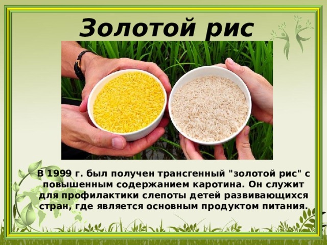 Золотой рис В 1999 г. был получен трансгенный 