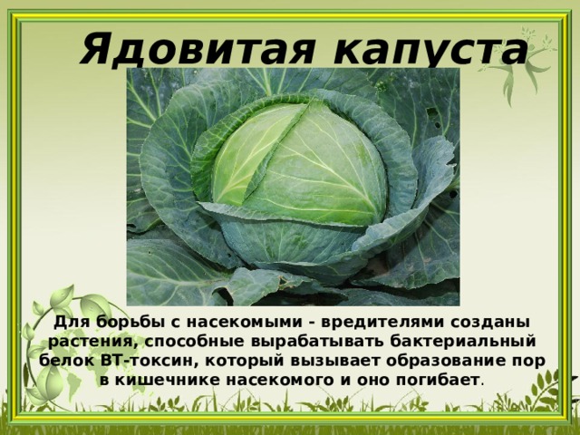 Ядовитая капуста Для борьбы с насекомыми - вредителями созданы растения, способные вырабатывать бактериальный белок ВТ-токсин, который вызывает образование пор в кишечнике насекомого и оно погибает . 