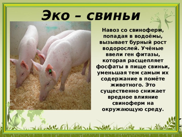 Эко – свиньи Навоз со свиноферм, попадая в водоёмы, вызывает бурный рост водорослей. Учёные ввели ген фитазы, которая расщепляет фосфаты в пище свиньи, уменьшая тем самым их содержание в помёте животного. Это существенно снижает вредное влияние свиноферм на окружающую среду.  