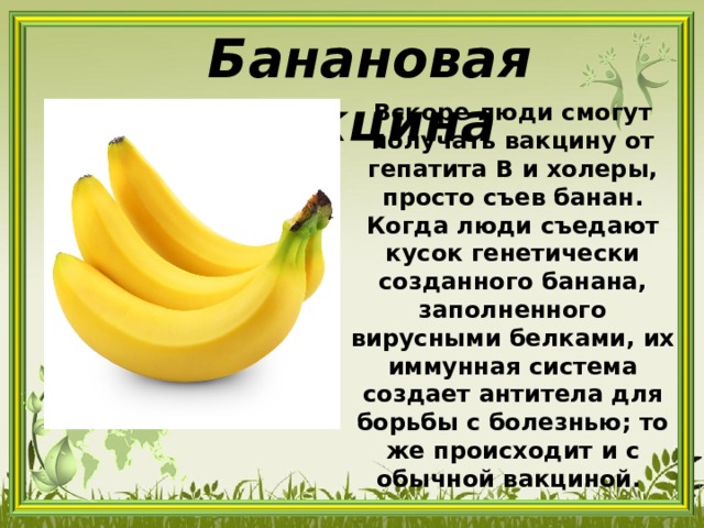 Банановая вакцина Вскоре люди смогут получать вакцину от гепатита B и холеры, просто съев банан. Когда люди съедают кусок генетически созданного банана, заполненного вирусными белками, их иммунная система создает антитела для борьбы с болезнью; то же происходит и с обычной вакциной. 
