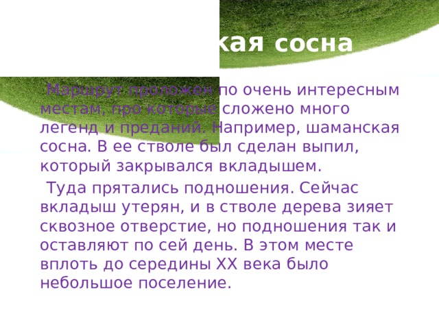 Шаманская сосна  Маршрут проложен по очень интересным местам, про которые сложено много легенд и преданий. Например, шаманская сосна. В ее стволе был сделан выпил, который закрывался вкладышем.  Туда прятались подношения. Сейчас вкладыш утерян, и в стволе дерева зияет сквозное отверстие, но подношения так и оставляют по сей день.  В этом месте вплоть до середины XX века было небольшое поселение. 