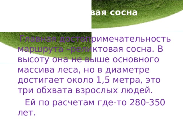  Реликтовая сосна    Главная достопримечательность маршрута –реликтовая сосна. В высоту она не выше основного массива леса, но в диаметре достигает около 1,5 метра, это три обхвата взрослых людей.  Ей по расчетам где-то 280-350 лет. 