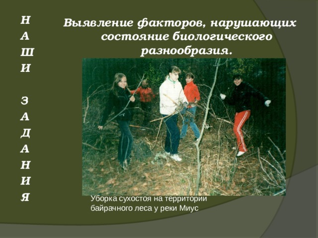 Уборка сухостоя на территории байрачного леса у реки Миус Н А Ш И  З А Д А Н И Я Выявление факторов, нарушающих состояние биологического разнообразия.        