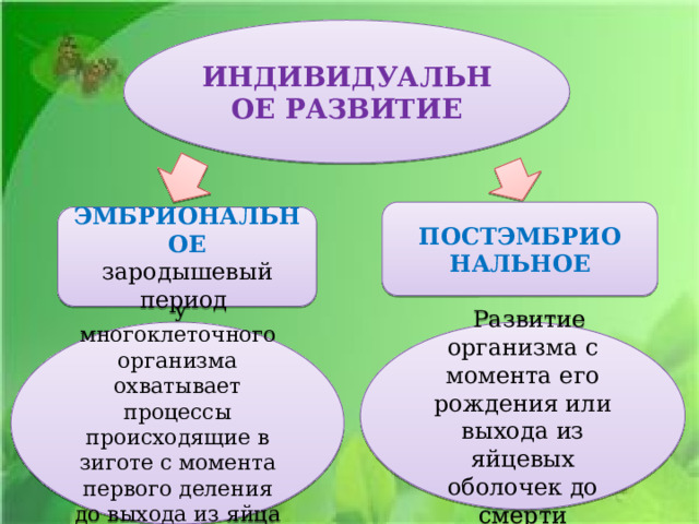 ИНДИВИДУАЛЬНОЕ РАЗВИТИЕ ПОСТЭМБРИО НАЛЬНОЕ ЭМБРИОНАЛЬНОЕ зародышевый период  у многоклеточного организма охватывает процессы происходящие в зиготе с момента первого деления до выхода из яйца или рождения Развитие организма с момента его рождения или выхода из яйцевых оболочек до смерти 