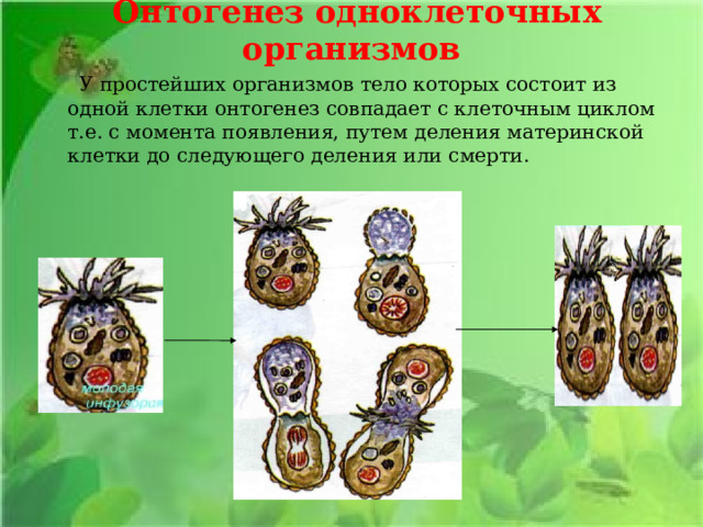 Онтогенез одноклеточных организмов  У простейших организмов тело которых состоит из одной клетки онтогенез совпадает с клеточным циклом т.е. с момента появления, путем деления материнской клетки до следующего деления или смерти. 7 