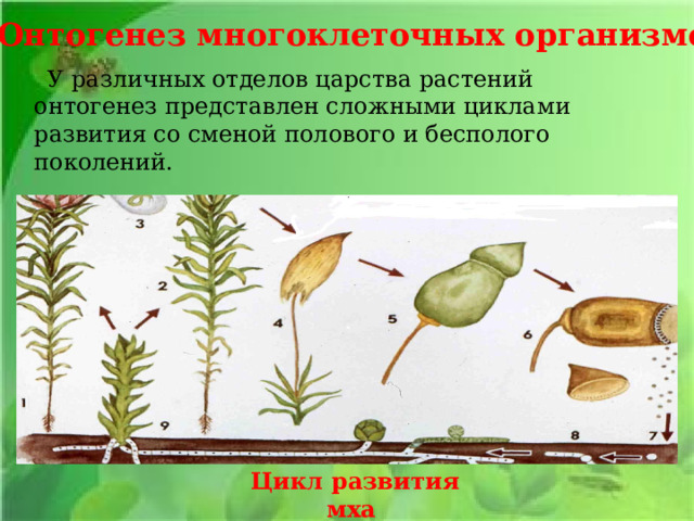 Онтогенез многоклеточных организмов У различных отделов царства растений онтогенез представлен сложными циклами развития со сменой полового и бесполого поколений. Цикл развития мха 