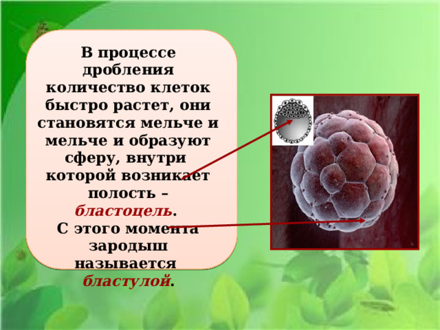 В процессе дробления количество клеток быстро растет, они становятся мельче и мельче и образуют сферу, внутри которой возникает полость – бластоцель . С этого момента зародыш называется бластулой . 