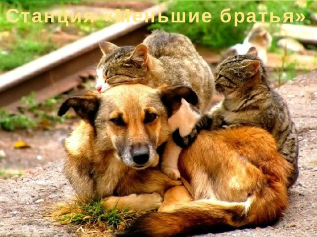 Станция «Меньшие братья» 