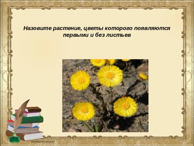  Назовите растение, цветы которого появляются первыми и без листьев   