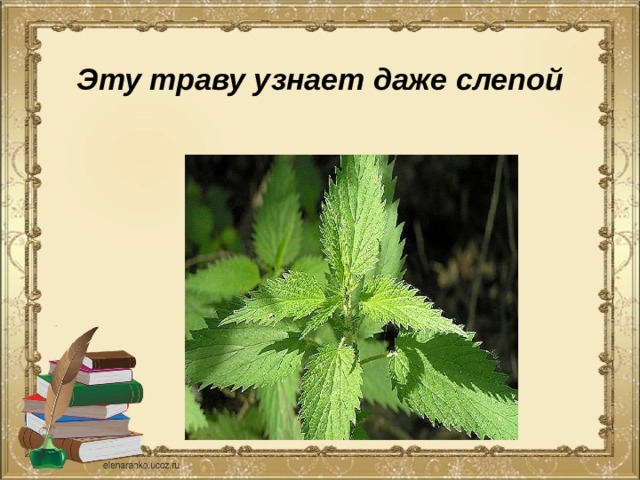  Эту траву узнает даже слепой 