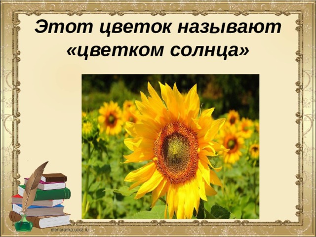 Этот цветок называют «цветком солнца» 