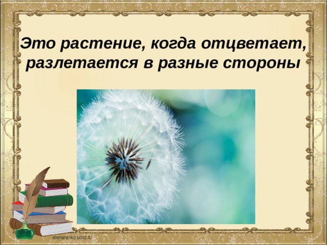  Это растение, когда отцветает, разлетается в разные стороны 