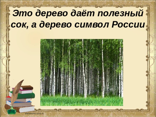 Это дерево даёт полезный сок, а дерево символ России 