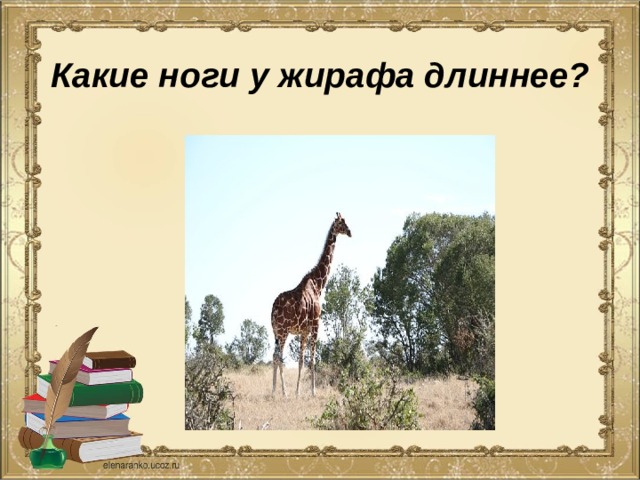 Какие ноги у жирафа длиннее? 