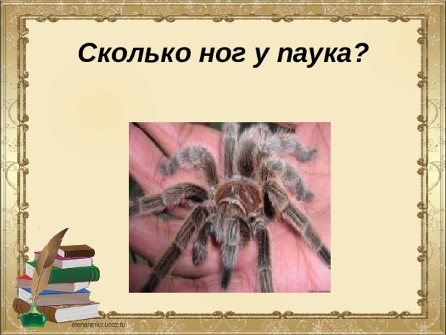 Сколько ног у паука? 