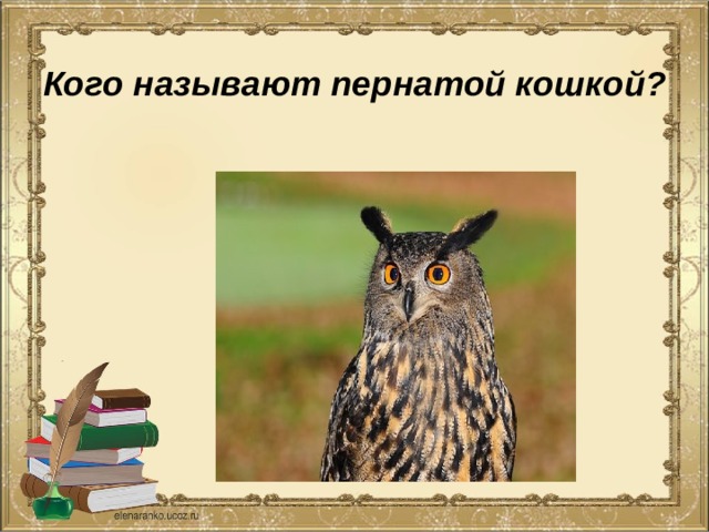 Кого называют пернатой кошкой? 