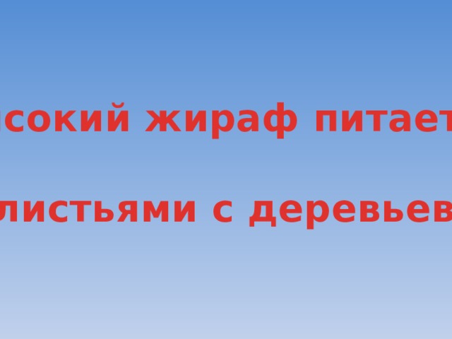 Высокий жираф питается   листьями с деревьев. 