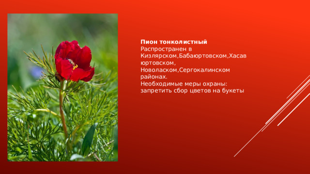 Пион тонколистный Распространен в Кизлярском,Бабаюртовском,Хасавюртовском, Новоласком,Сергокалинском районах. Необходимые меры охраны: запретить сбор цветов на букеты 