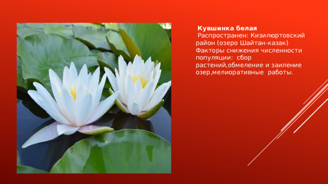 Кувшинка белая  Распространен: Кизилюртовский район (озеро Шайтан-казак) Факторы снижения численности популяции: сбор растений,обмеление и заиление озер,мелиоративные работы. 