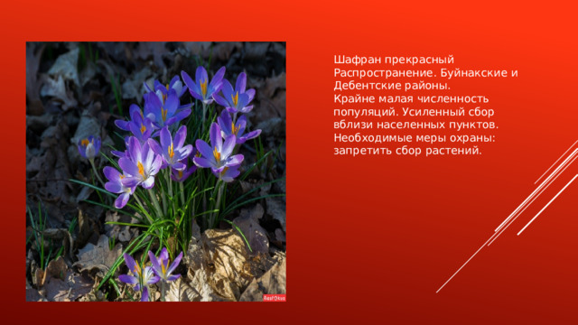 Шафран прекрасный Распространение. Буйнакские и Дебентские районы. Крайне малая численность популяций. Усиленный сбор вблизи населенных пунктов. Необходимые меры охраны: запретить сбор растений. 