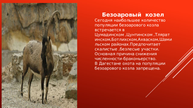  Безоаровый козел Сегодня наибольшее количество популяции безоарового козла встречается в Цумадинском ,Цунтинском ,Тляратинском,Ботлихском,Ахваском,Шамильском районах.Предпочитает скалистые ,безлесые участки. Основная причина снижения численности-браконьерство. В Дагестане охота на популяции безоарового козла запрещена. 