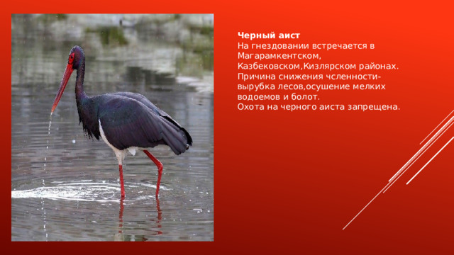 Черный аист На гнездовании встречается в Магарамкентском, Казбековском,Кизлярском районах. Причина снижения чсленности-вырубка лесов,осушение мелких водоемов и болот. Охота на черного аиста запрещена. 