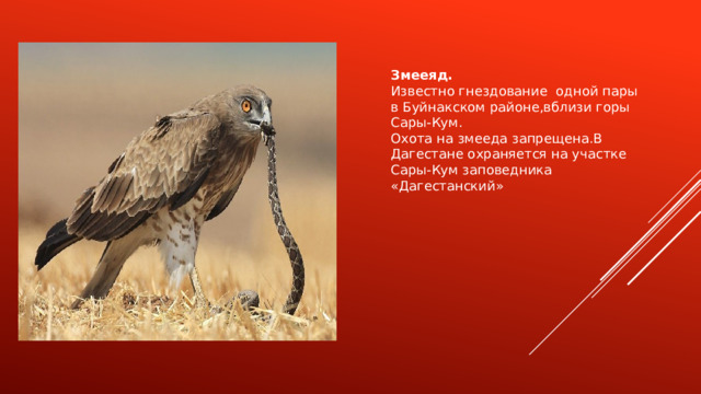 Змееяд. Известно гнездование одной пары в Буйнакском районе,вблизи горы Сары-Кум. Охота на змееда запрещена.В Дагестане охраняется на участке Сары-Кум заповедника «Дагестанский» 