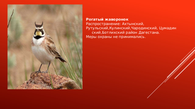 Рогатый жаворонок Распространение: Ахтынский, Рутульский,Кулинский,Чародинский, Цумадин ский,Ботлихский район Дагестана. Меры охраны не принимались. 