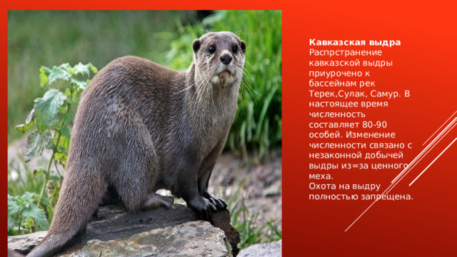 Кавказская выдра Распрстранение кавказской выдры приурочено к бассейнам рек Терек,Сулак, Самур. В настоящее время численность составляет 80-90 особей. Изменение численности связано с незаконной добычей выдры из=за ценного меха. Охота на выдру полностью запрещена. 