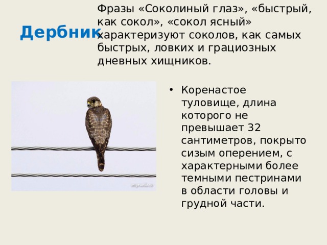 Дербник Фразы «Соколиный глаз», «быстрый, как сокол», «сокол ясный» характеризуют соколов, как самых быстрых, ловких и грациозных дневных хищников.