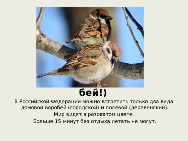 Воробей (Вора-бей!) В Российской Федерации можно встретить только два вида: домовой воробей (городской) и полевой (деревенский). Мир видят в розоватом цвете. Больше 15 минут без отдыха летать не могут.