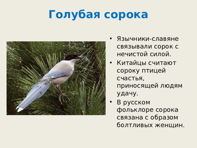 Голубая сорока