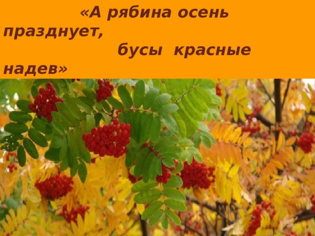  «А рябина осень празднует,  бусы красные надев» 