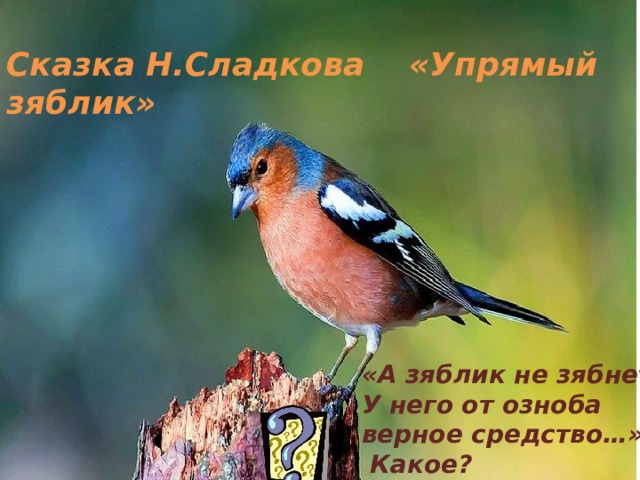 Сказка Н.Сладкова «Упрямый зяблик» «А зяблик не зябнет! У него от озноба верное средство…»  Какое? 