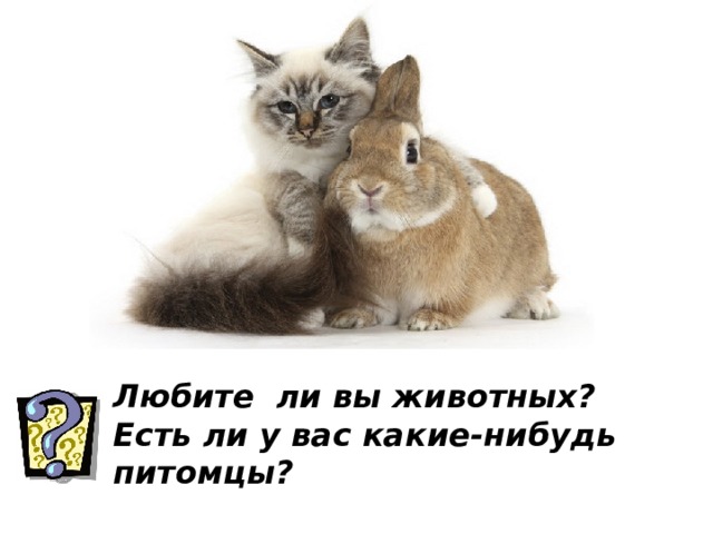 Любите ли вы животных? Есть ли у вас какие-нибудь питомцы? 