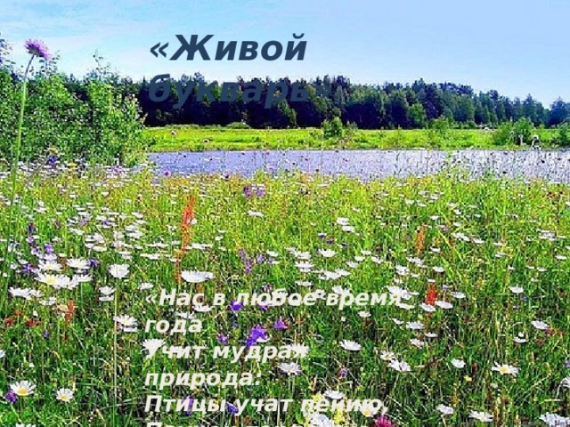 «Живой букварь» «Нас в любое время года Учит мудрая природа: Птицы учат пению, Паучок терпению…»  В.Орлов. 