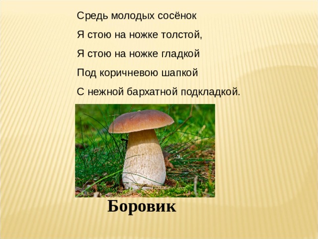 Средь молодых сосёнок Я стою на ножке толстой, Я стою на ножке гладкой Под коричневою шапкой С нежной бархатной подкладкой. Боровик 