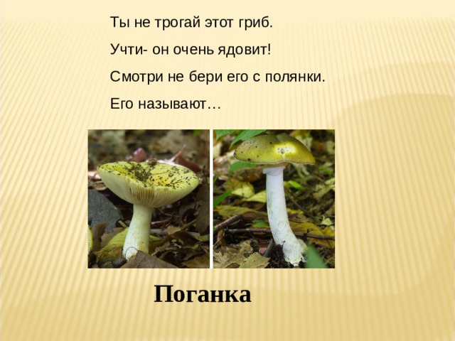 Ты не трогай этот гриб. Учти- он очень ядовит! Смотри не бери его с полянки. Его называют… Поганка 