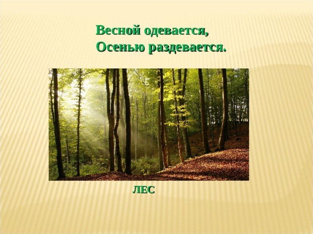 Весной одевается, Осенью раздевается. ЛЕС 
