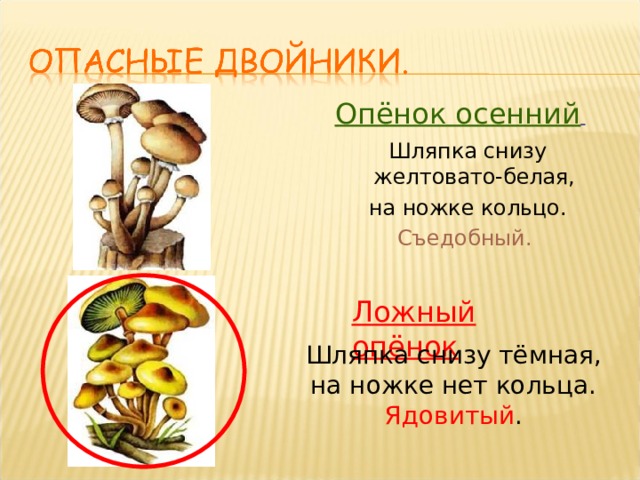 Опёнок осенний  Шляпка снизу желтовато-белая, на ножке кольцо. Съедобный.    Ложный опёнок Шляпка снизу тёмная, на ножке нет кольца. Ядовитый . 