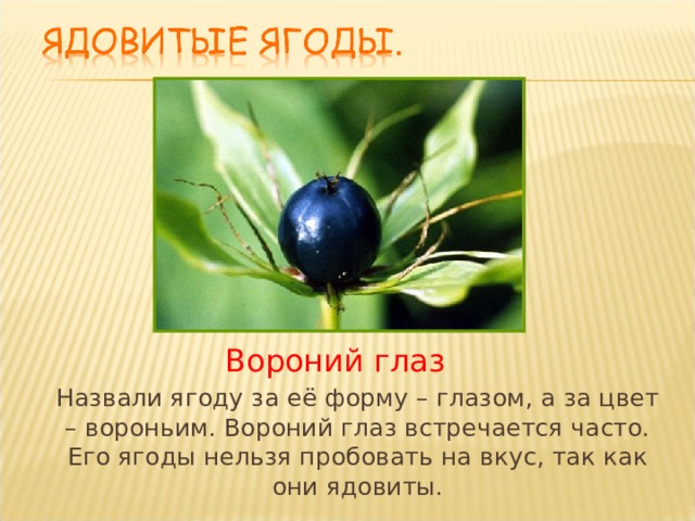Вороний глаз Назвали ягоду за её форму – глазом, а за цвет – вороньим. Вороний глаз встречается часто. Его ягоды нельзя пробовать на вкус, так как они ядовиты. Назвали ягоду за её форму – глазом, а за цвет – вороньим. Вороний глаз встречается часто. Его ягоды нельзя пробовать на вкус, так как они ядовиты. 