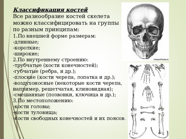 Классификация костей   Все разнообразие костей скелета можно классифицировать на группы по разным принципам:  1 . По внешней форме размерам:  -длинные;  -короткие;  -широкие;  2.По внутреннему строению:  -трубчатые (кости конечностей);  -губчатые (ребра, и др.);  -плоские (кости черепа, лопатка и др.);  -воздухоносные (некоторые кости черепа, например, решетчатая, клиновидная);  -смешанные (позвонки, ключица и др.);  3.По местоположению:  -кости головы;  -кости туловища;  -кости свободных конечностей и их поясов . 