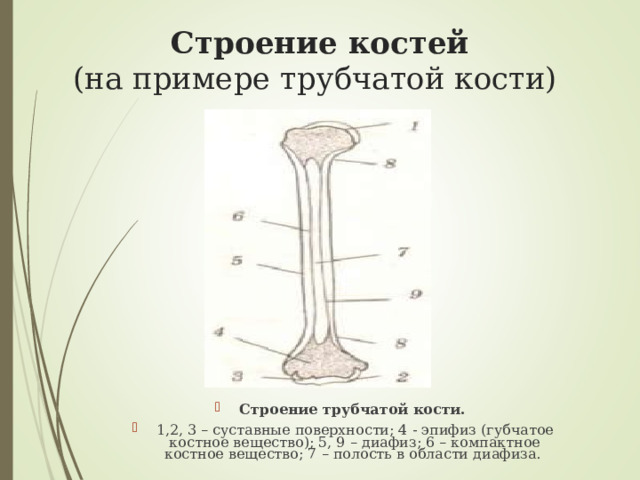 Строение костей  (на примере трубчатой кости) Строение трубчатой кости. 1,2, 3 – суставные поверхности; 4 - эпифиз (губчатое костное вещество); 5, 9 – диафиз; 6 – компактное костное вещество; 7 – полость в области диафиза. 