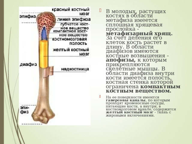 В молодых, растущих костях в области метафиза имеется сплошная хрящевая прослойка - метафизарный хрящ. За счет деления его клеток кость растет в длину. В области диафизов имеются костные возвышения - апофизы, к которым прикрепляются скелетные мышцы. В области диафиза внутри кости имеется полость, костная стенка которой ограничена компактным костным веществом.  На ее поверхности имеются гаверсовы каналы , по которым проходят кровеносные сосуды, питающие кости, а внутри, в костномозговом канале, содержится желтый костный мозг - ткань с жировыми включениями.    