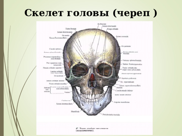 Скелет головы (череп ) 