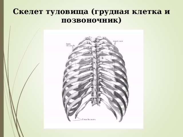 Скелет туловища (грудная клетка и позвоночник) 